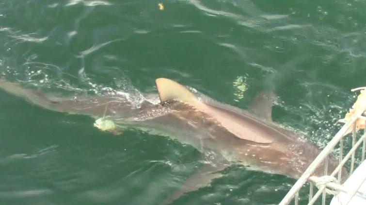 shark_2_jan_2020_1 image shark 2 jan 2020 1