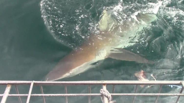 shark_2_jan_2020_13 image shark 2 jan 2020 13