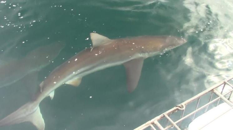 shark_2_jan_2020_14 image shark 2 jan 2020 14