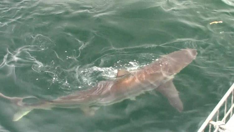 shark_2_jan_2020_4 image shark 2 jan 2020 4