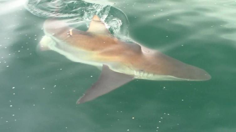 shark_2_jan_2020_8 image shark 2 jan 2020 8