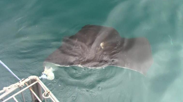 shark 30 dec 2019 11