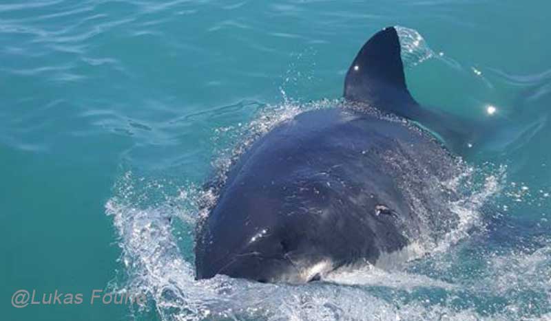 Biggest-shark-Lukas-fourie image Biggest shark Lukas fourie