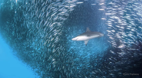 Bronzies-in-baitball-600 image Bronzies in baitball 600