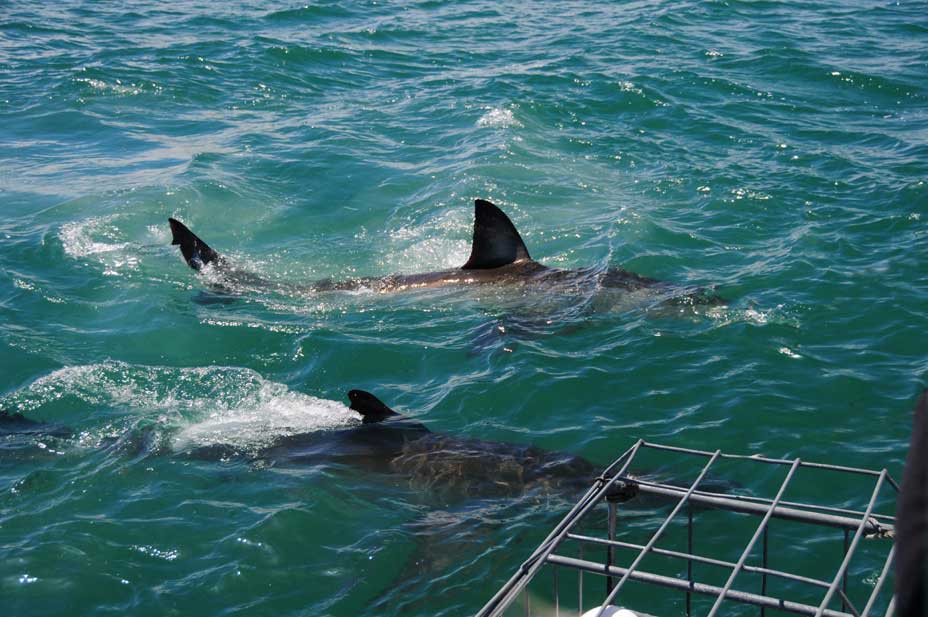 Daddy-sharks-banner image Daddy sharks banner