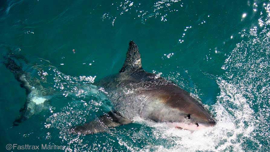 Great-White-in-good-vizibility image Great White in good vizibility