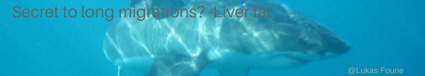 Liver_fat_banner image Liver fat banner