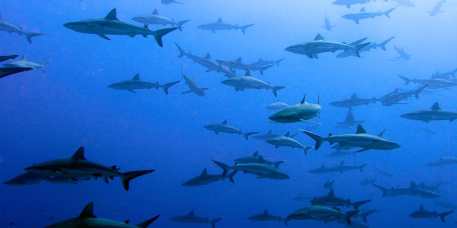 Reef-Sharks image Reef Sharks