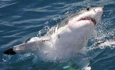 Shark-liver-fat image Shark liver fat