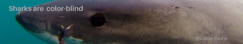Sharks_are_color_blind_banner image Sharks are color blind banner