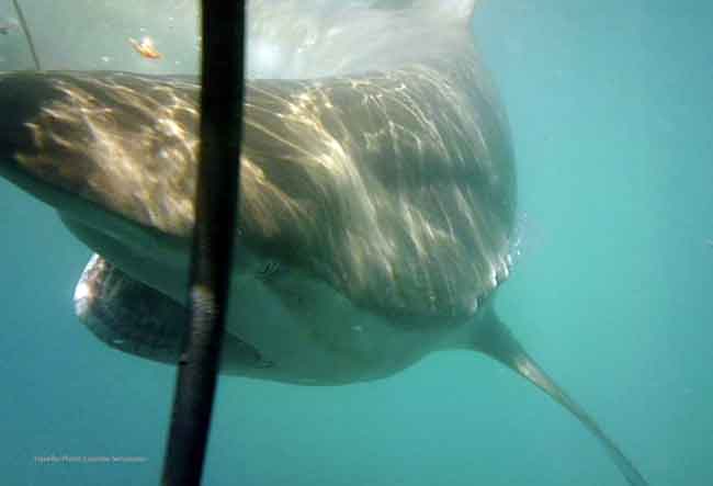 Lucrezia Semenzato 4