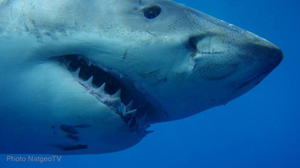 nicole--natgeo image nicole natgeo