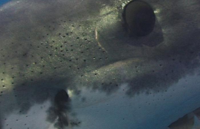 shark_senses_eye image shark senses eye