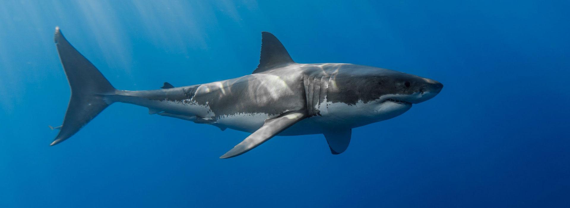 shark-under-waterd Shark Cage Dive South Africa | Great White Shark Tours&trade;