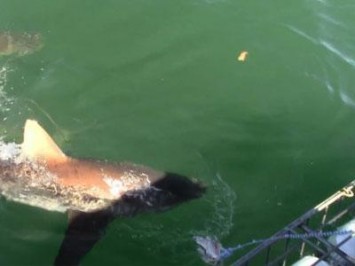 Daily Shark Cage Diving Blog 16 December 2019