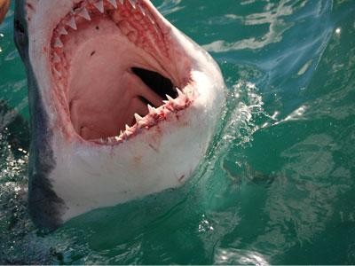 20-000-razor-sharp-teeth_1f3d00e426cc4e76ac0bb67b48ba725a image A great white can go through 20 000 razor sharp teeth in one life
