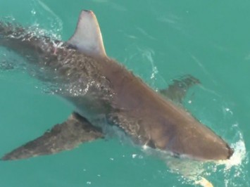 Daily Shark Cage Diving Blog 3 March 2020