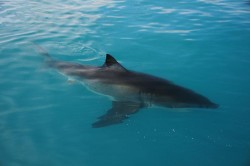 Great-White-Shark-01_1ecfc1304982afed7de004494950819b image Great-White-Shark-01.jpg