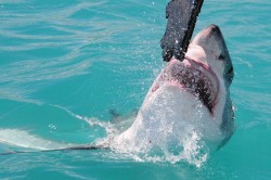 Great-White-Shark-diving-01_2f6a8c2cb74b232a384a8a7e335ee142 image Great-White-Shark-diving-01.jpg