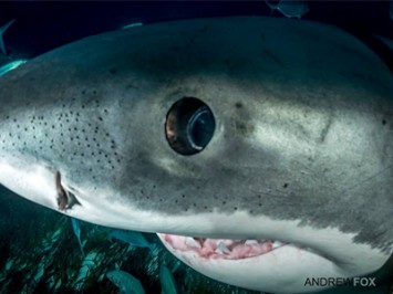 Can White Sharks see in murky water?