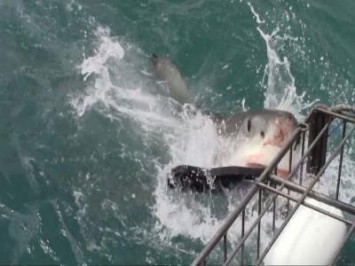 Daily Shark Cage Diving Blog - 8 November 2019