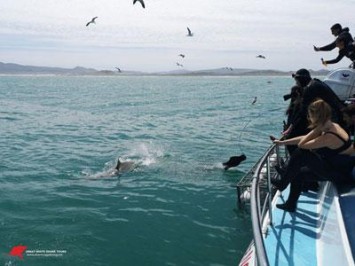 Daily Shark Cage Diving Blog - 11 October 2019