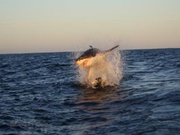Winter White Shark Season in Gansbaai