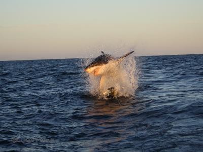 Winter White Shark Season in Gansbaai