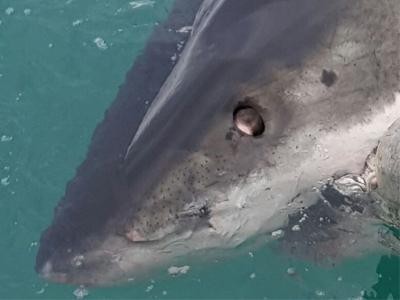 shark-seeing-red_129e314634207faf3f6a5f8b9c807775 image Sharks don