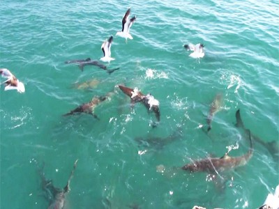 Daily Shark Cage Diving Blog 11 January 2020