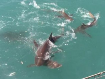 Daily Shark Cage Diving Blog - 26 November 2019