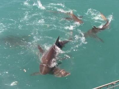 Daily Shark Cage Diving Blog - 26 November 2019